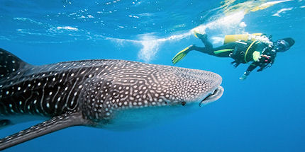 Come face to face with whale sharks in Oman