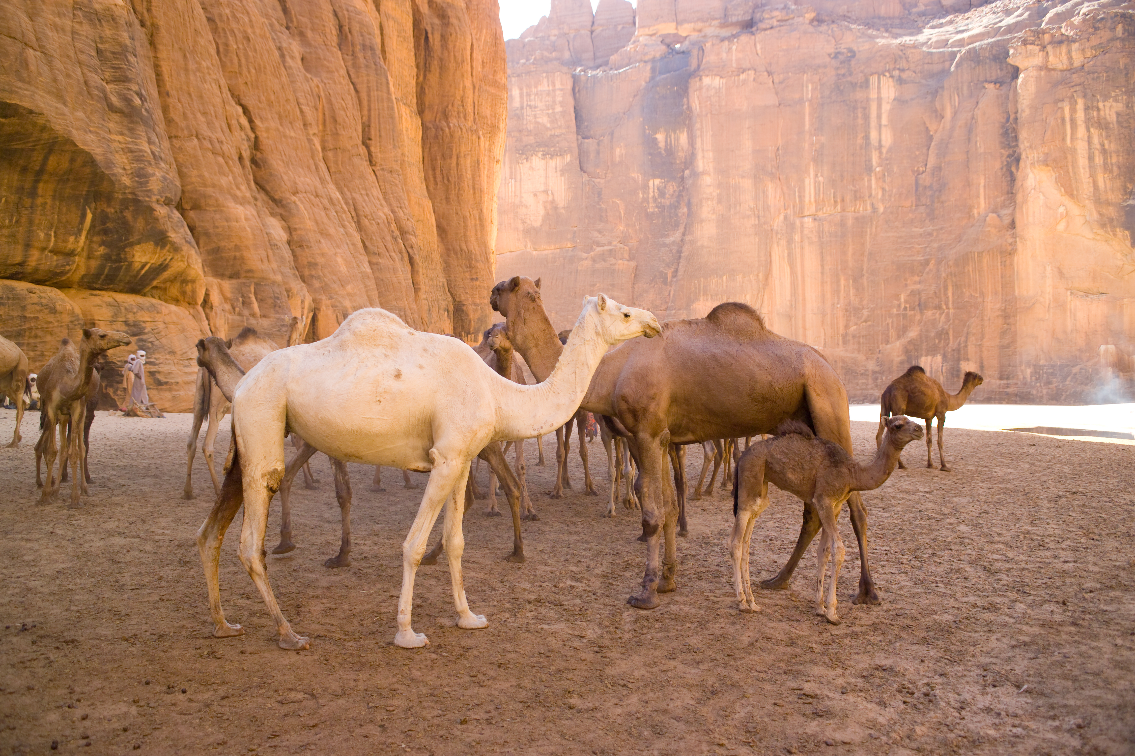 Camels in the mountain deserts of Chad