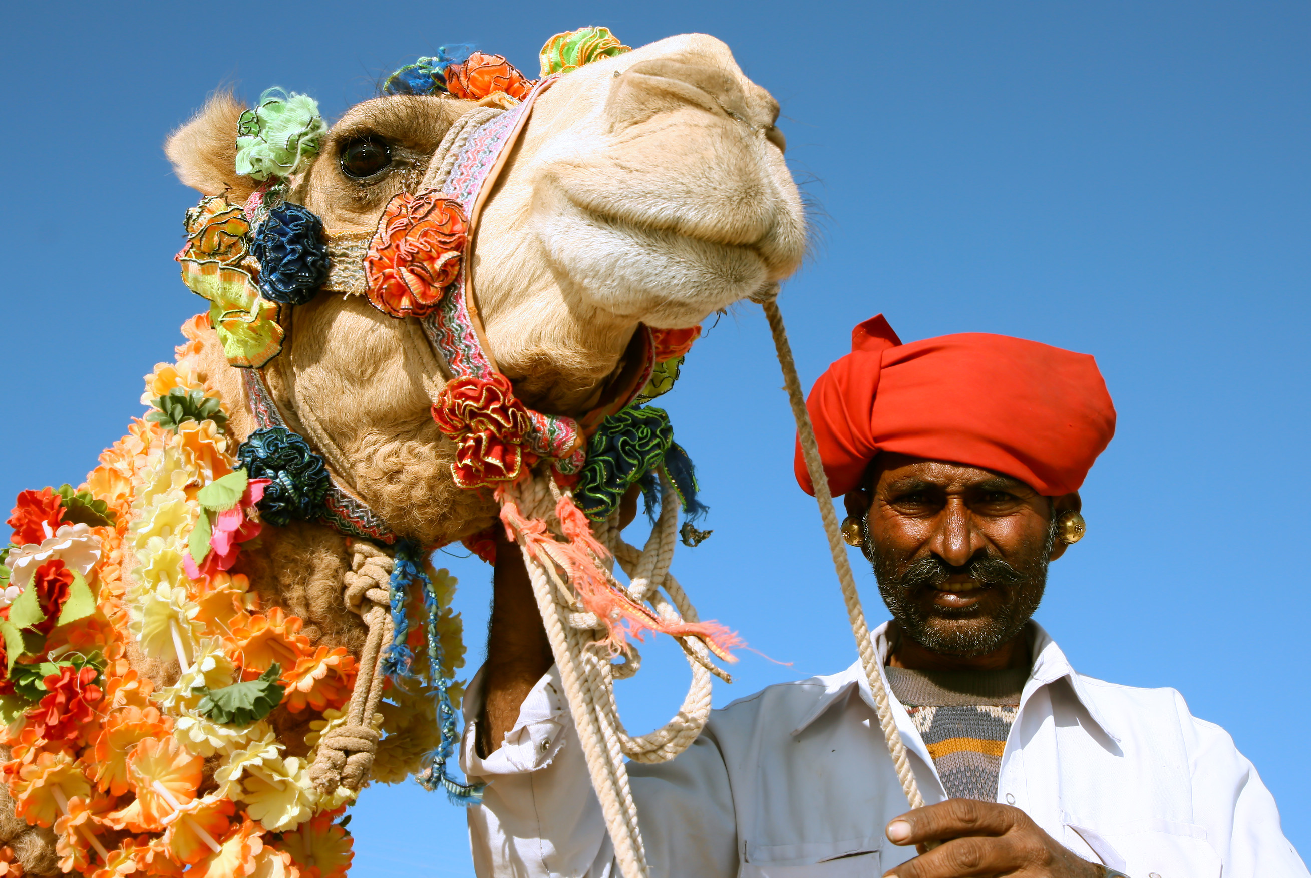 Enjoy a camel safari in India's Rajasthan