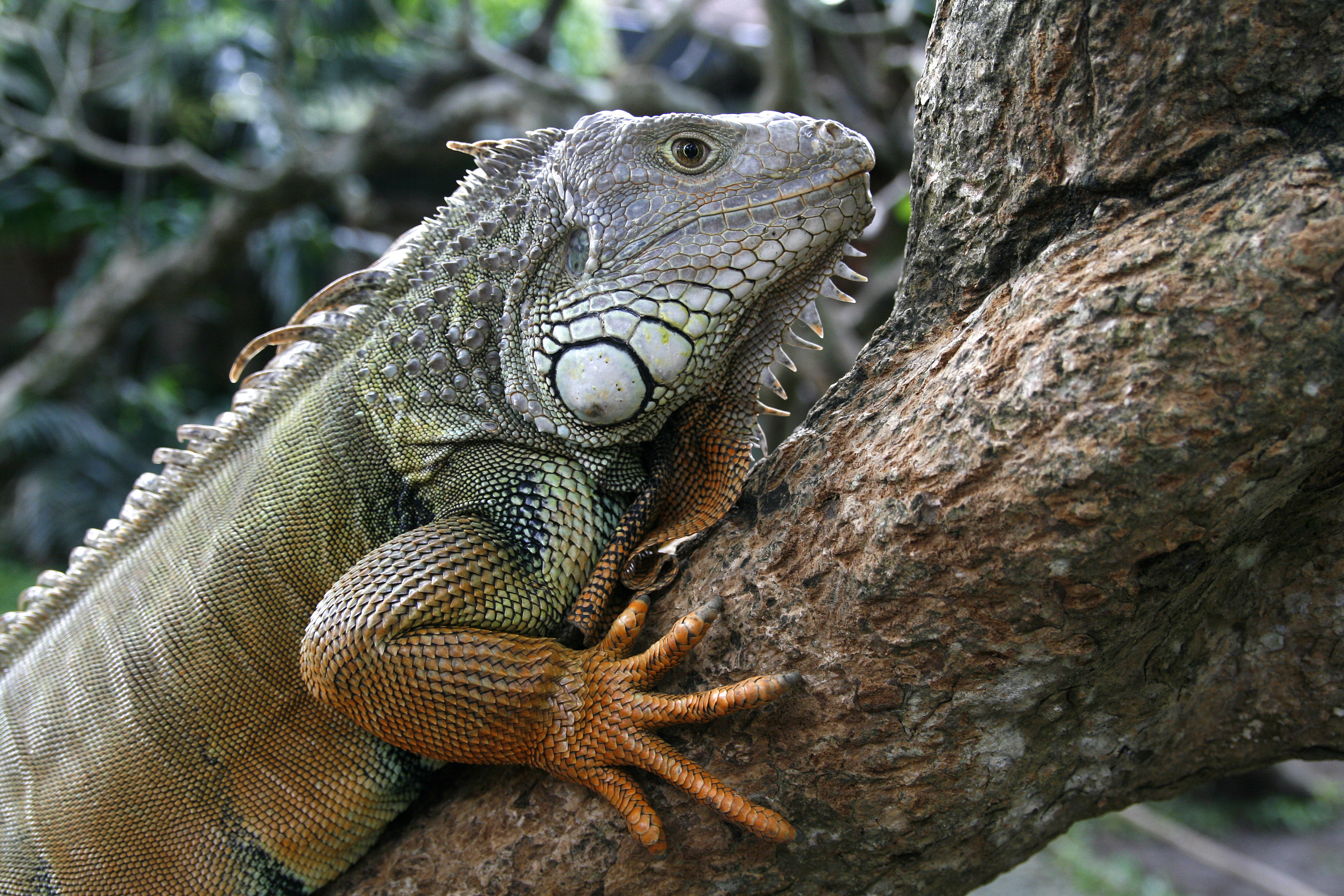 Iguana, Cayman Islands