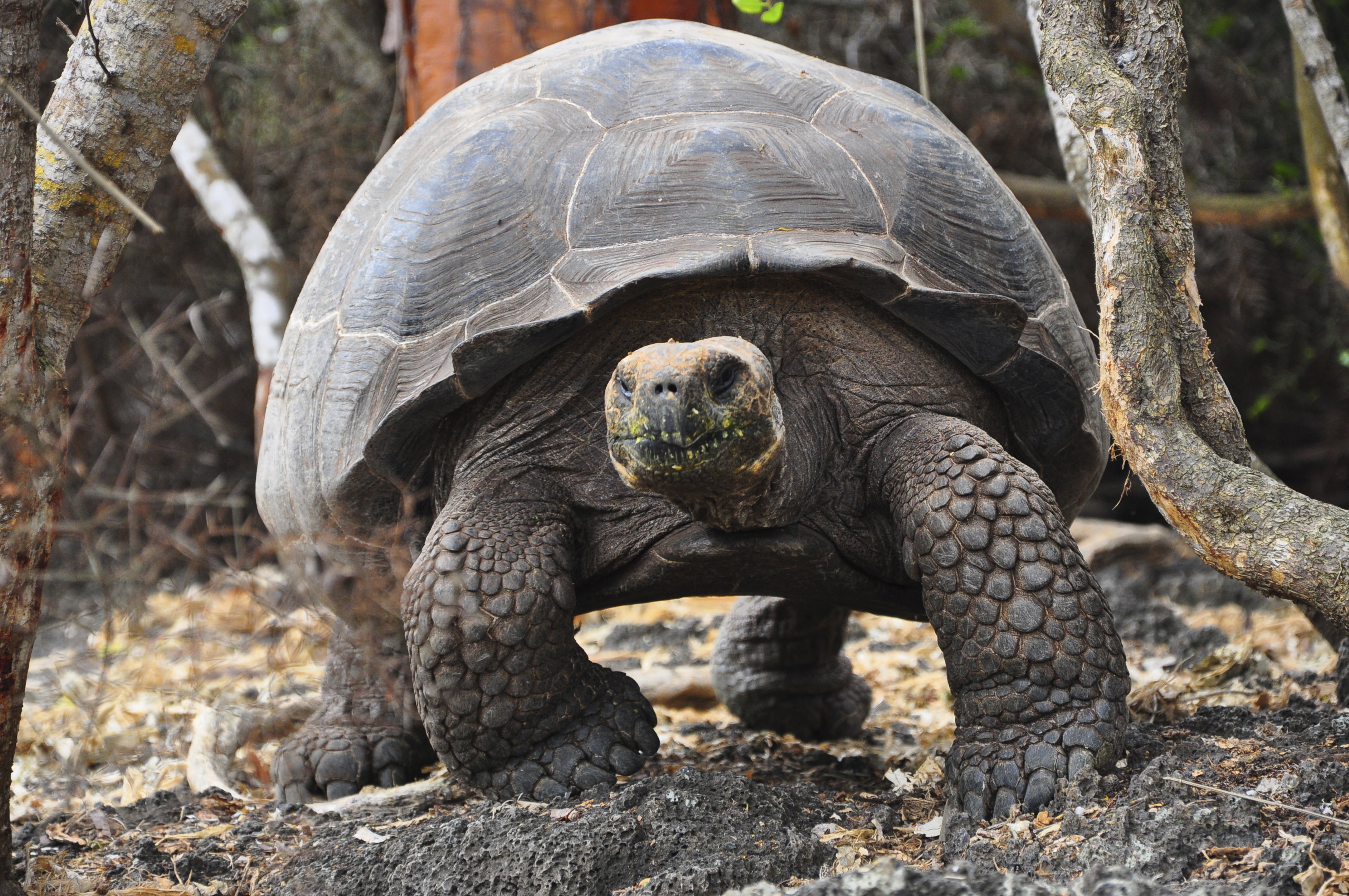 Galapagos Tortoise, Galapagos Islands, Ecuador