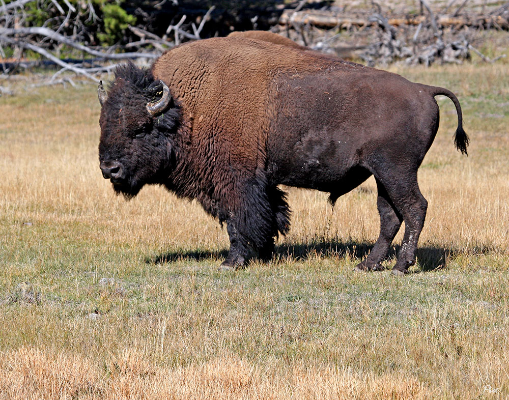 Wild buffalo, Wyoming