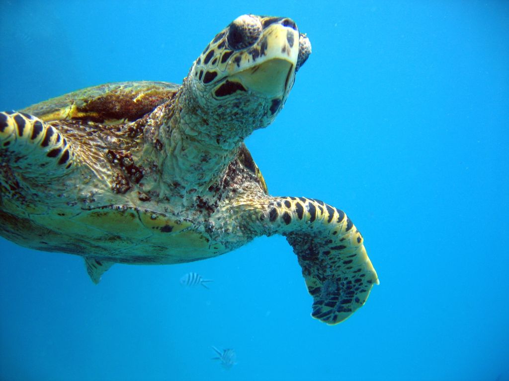 Dive with turtles in the Seychelles