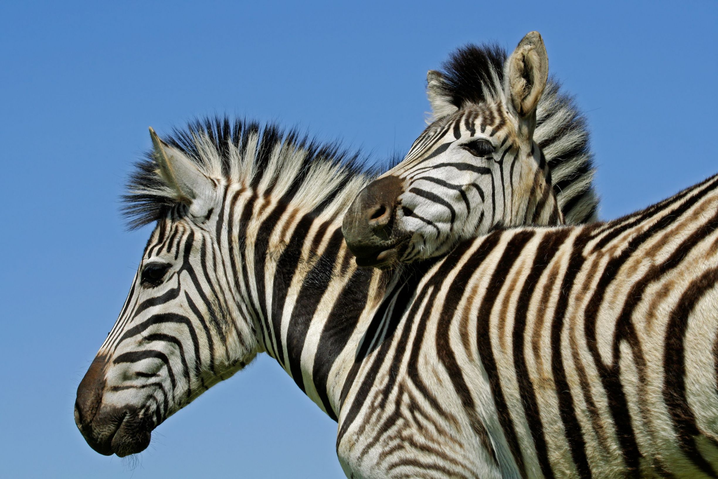 Zebra in Mokala National Park, South Africa