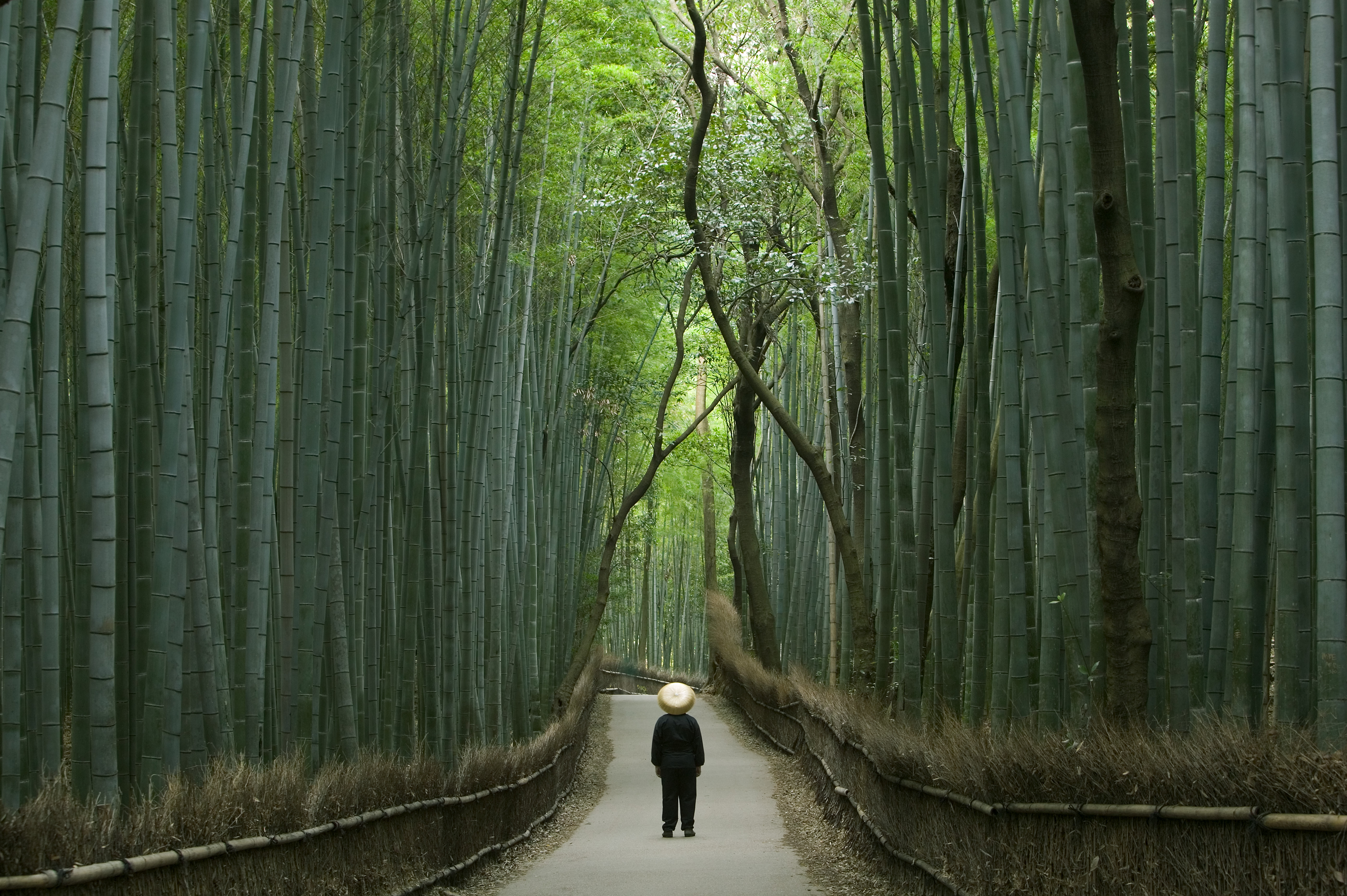 Bamboo, Honshu, Kyoto