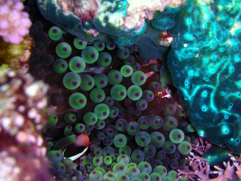 Underwater treasures, Niue