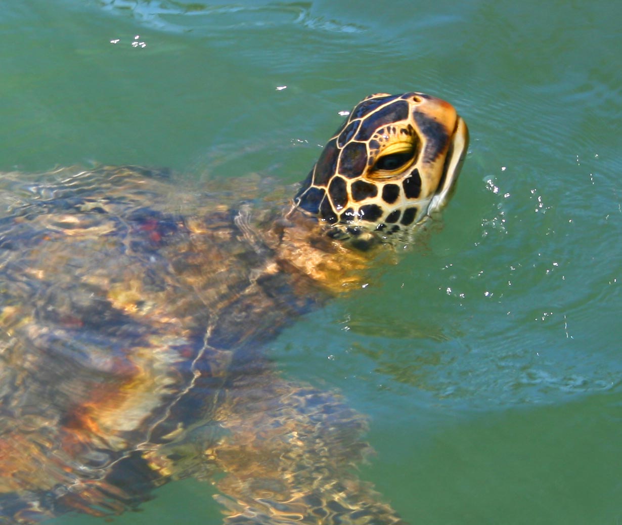 Sea turtle, Samoa
