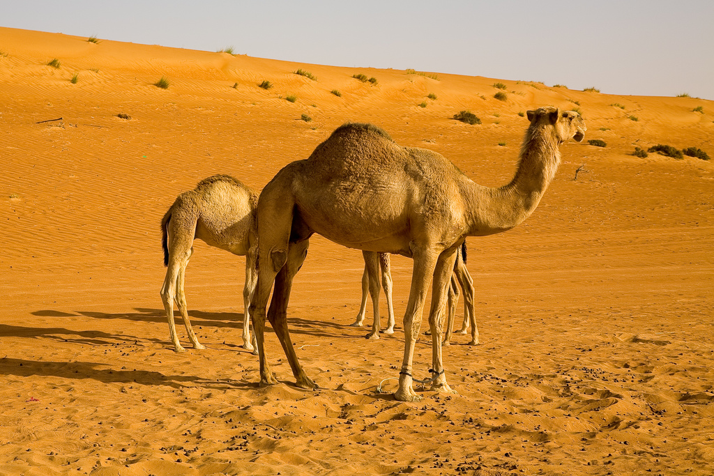 Oman desert