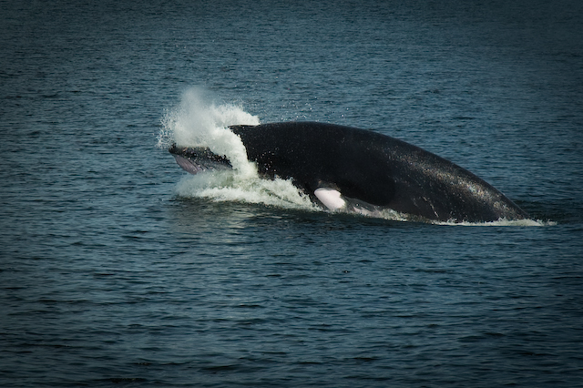 Minke whale in St Lawrence River