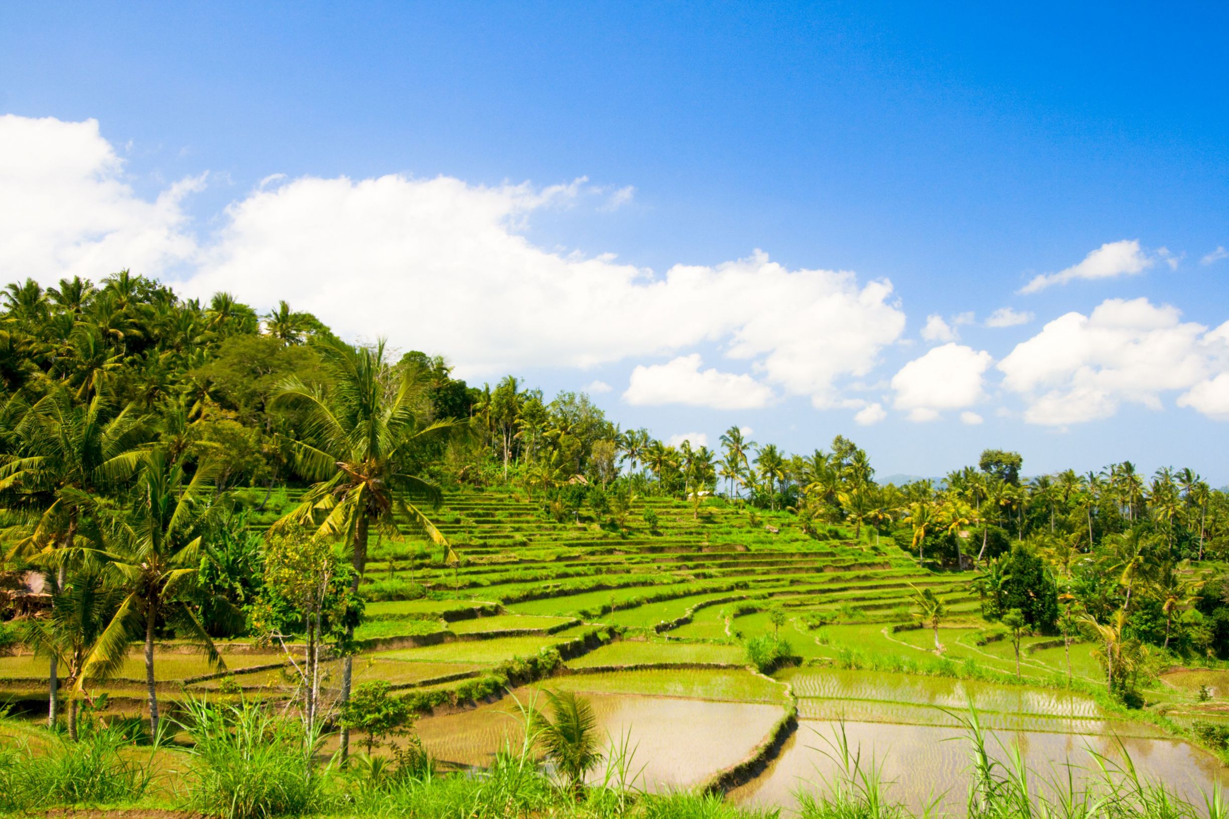 Rica terraces in Bali, Indonesia