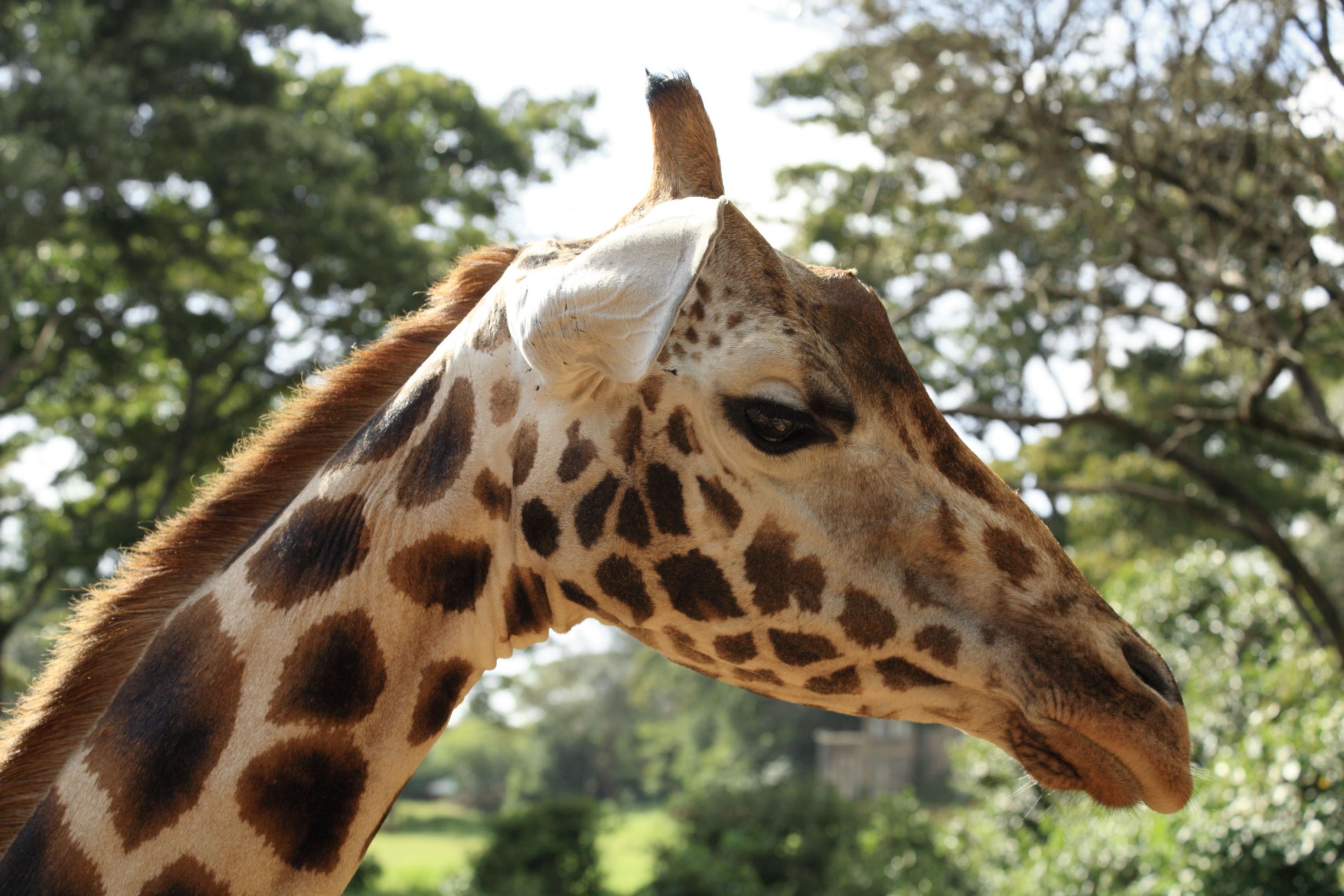 Giraffe, Nairobi