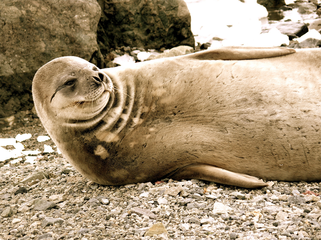 Seal spotting in  Antarctica