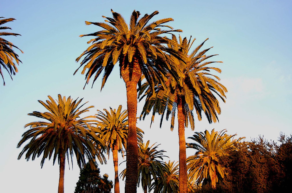 Golden Palm Trees, San Marino, CA