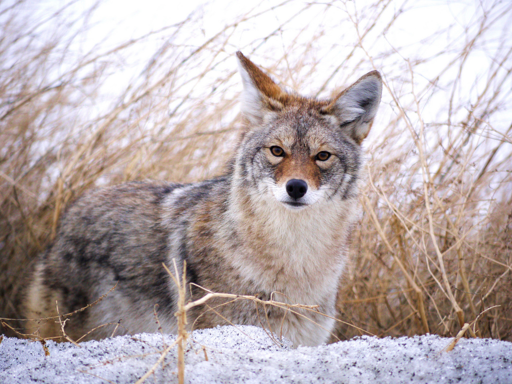 Coyote near White River, Yukon