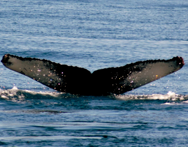 Whale watching, Bar Harbour, Maine