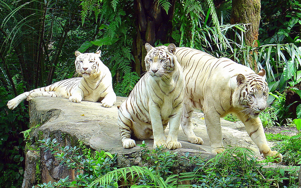 Visit white tigers in Singapore Zoo