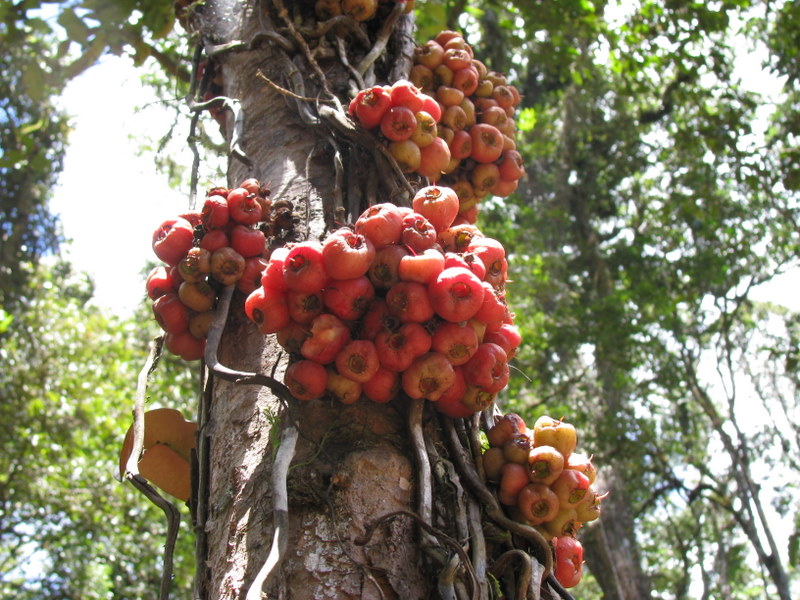 Cauliflorus tree, Kokoda Track, Papua New Guinea