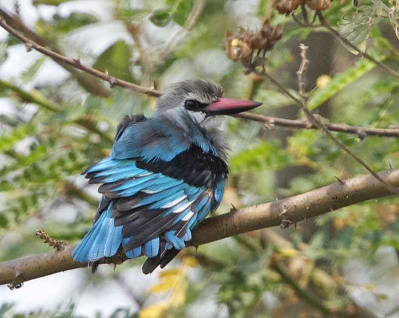 Kingfisher in Akagera National Park