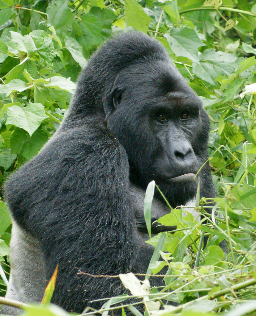 Rare mountain gorillas