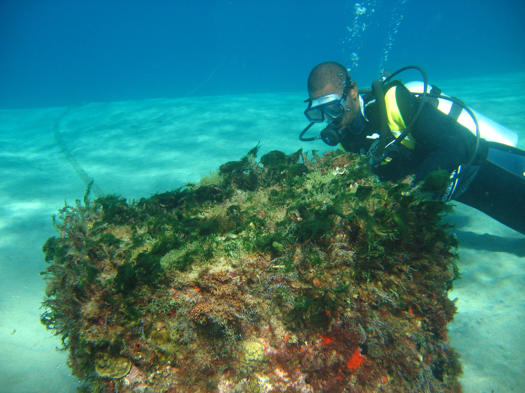 Enjoy St Lucia's unspoilt reefs