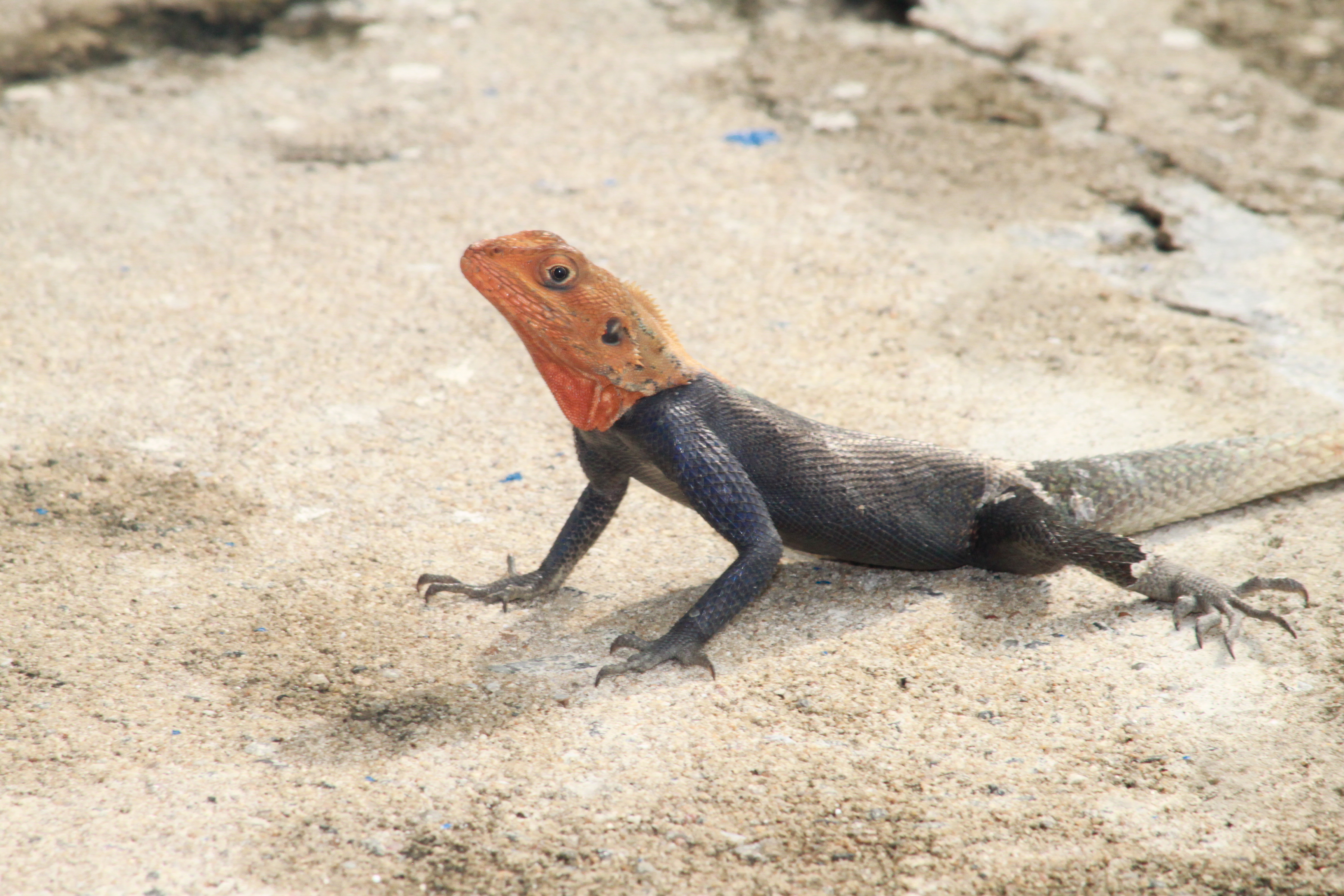 Red Headed Rock Agama Lizard near Libreville