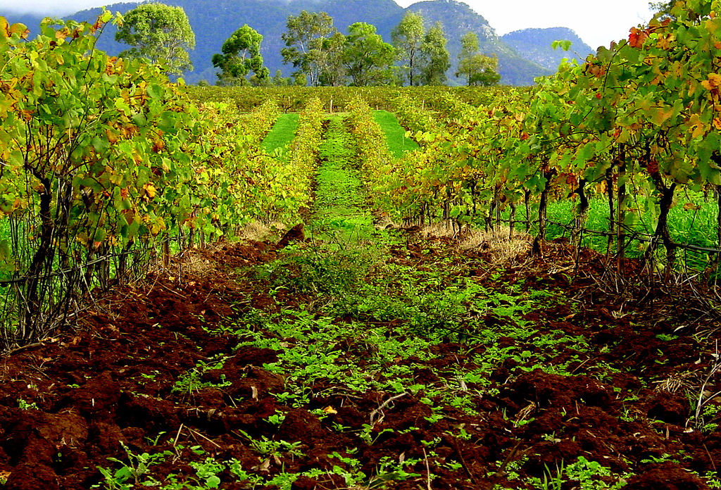 Hunter Valley wineyard, New South Wales