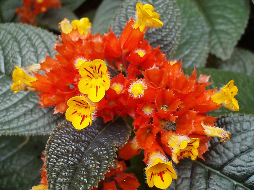 St Lucia's Diamond Botanical Garden