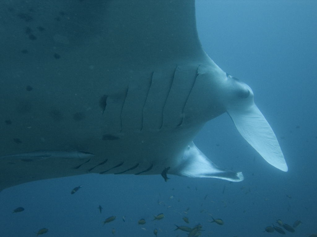 Mozambique's manta rays attract divers