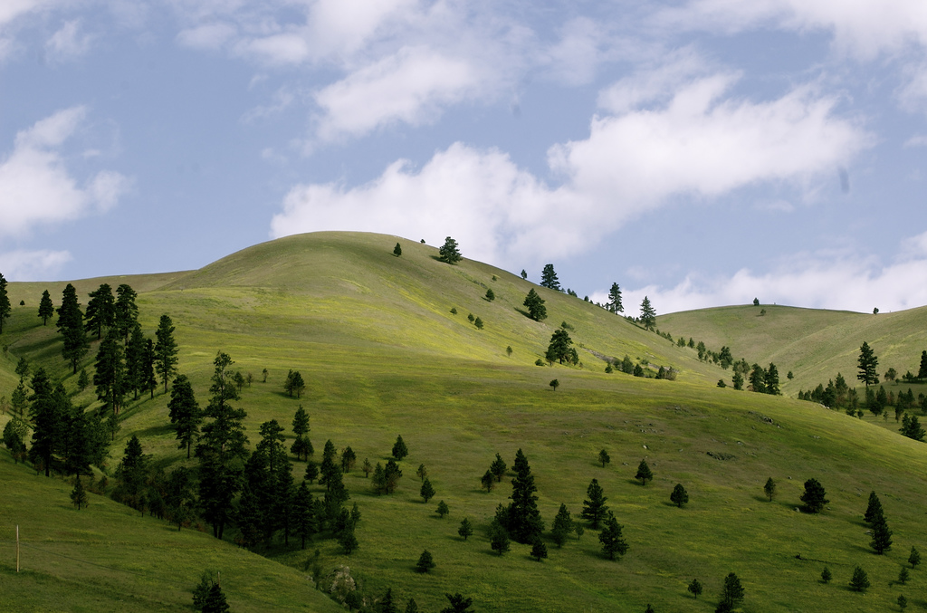 Montana Hills
