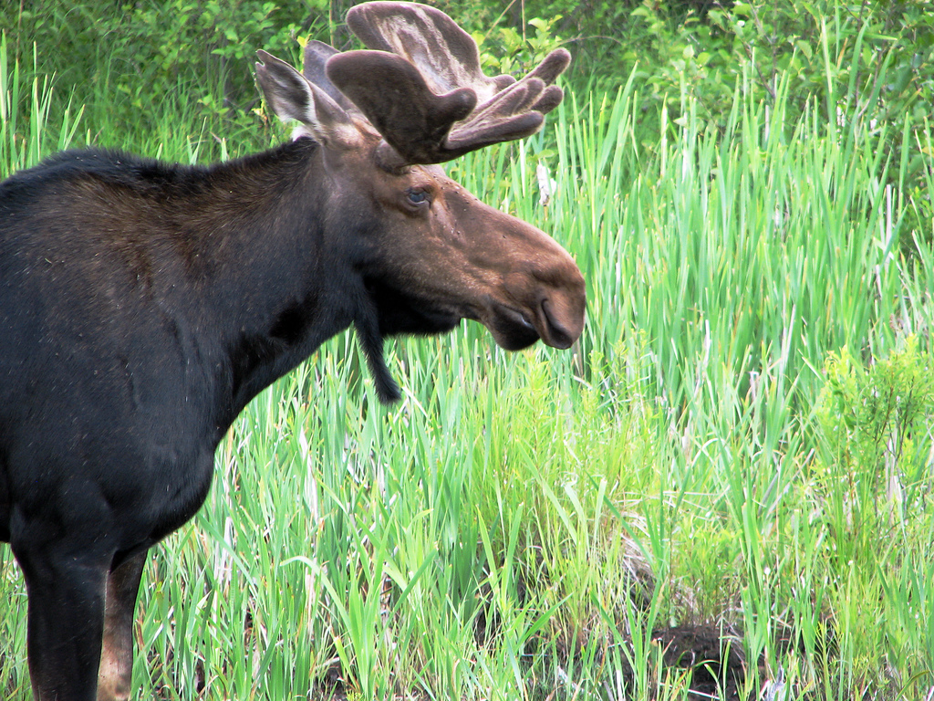 Moose in Ontario's Algonquin Park