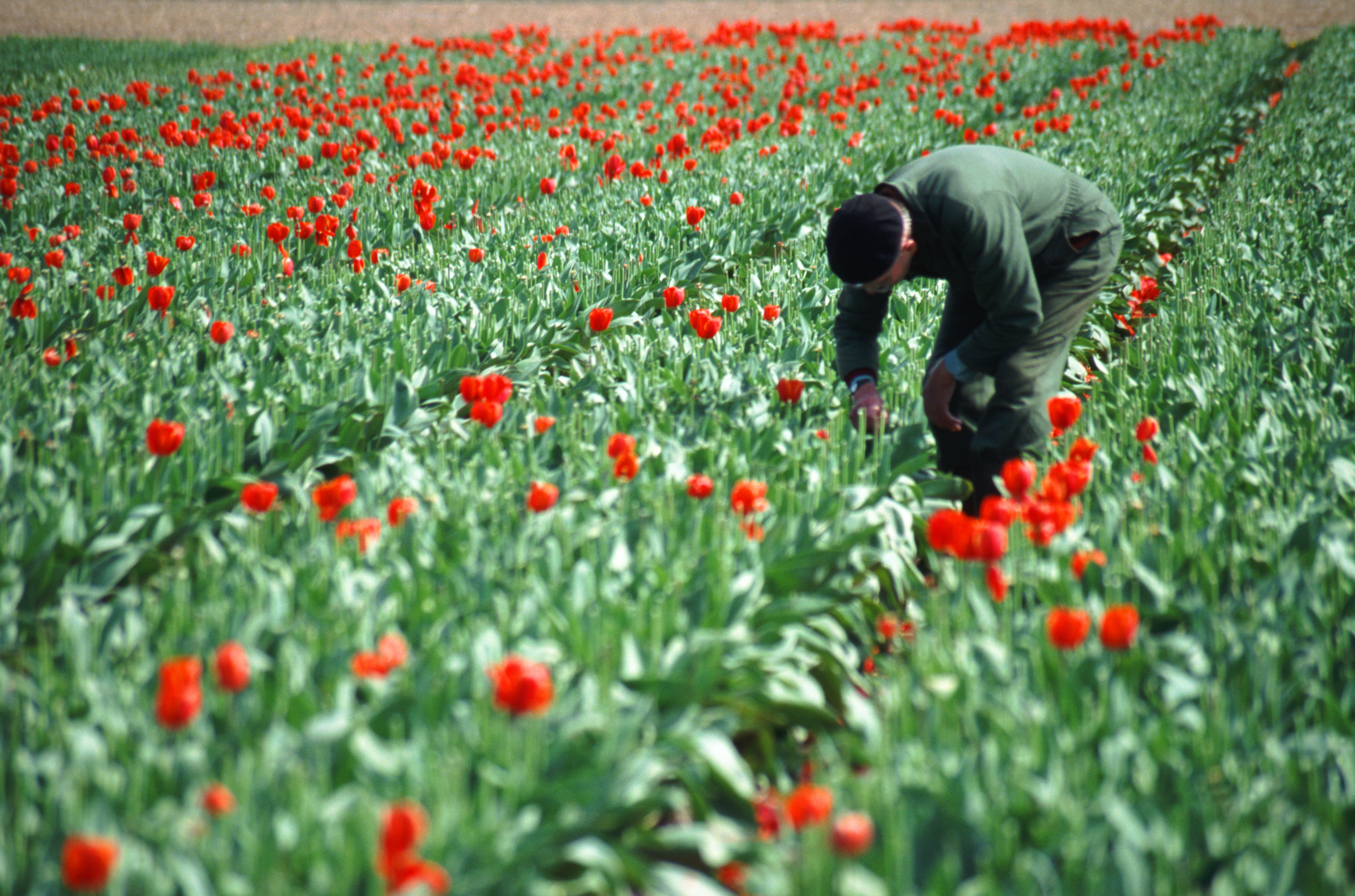 Netherlands's world-famous tulips