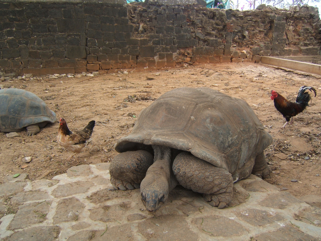 Giant tortoises in Mauritius