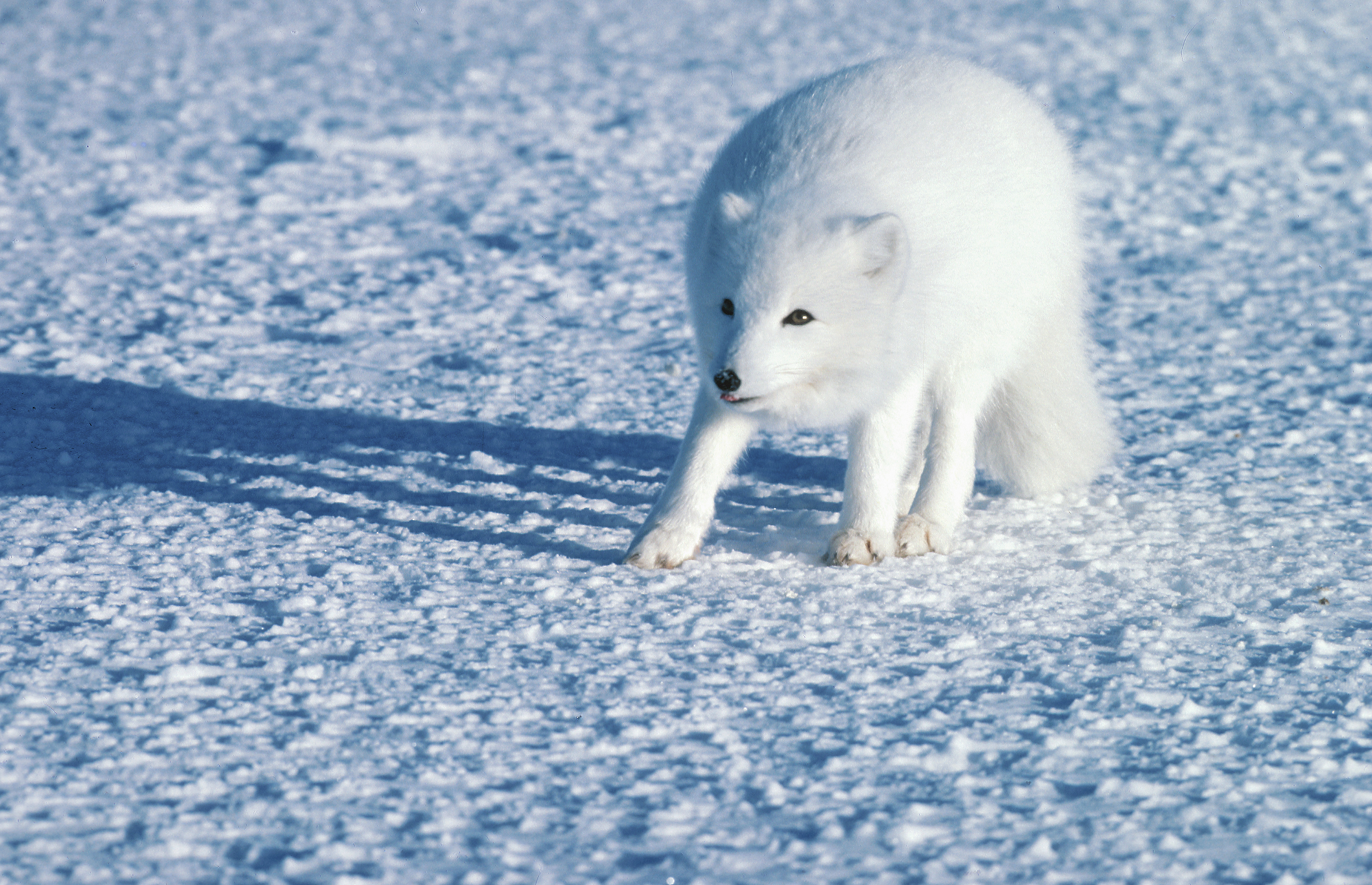 Arctic foxes are seen during Manitoba's winters