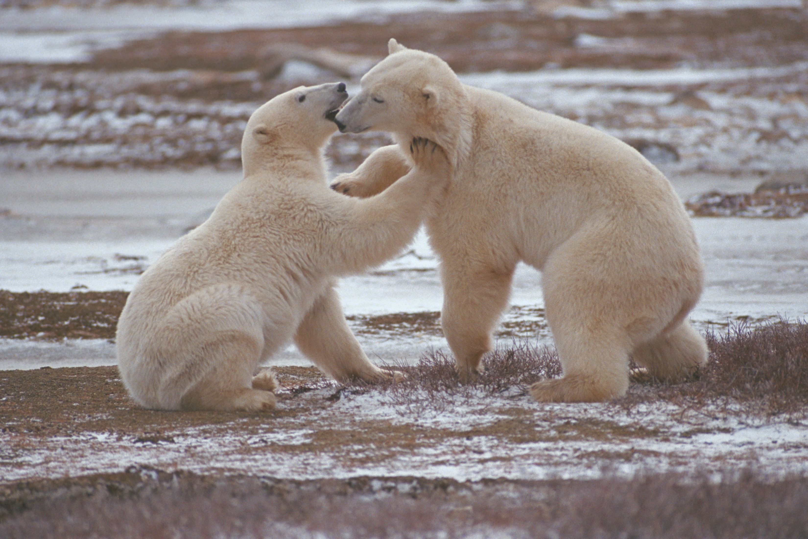 Churchill's polar bears, Manitoba