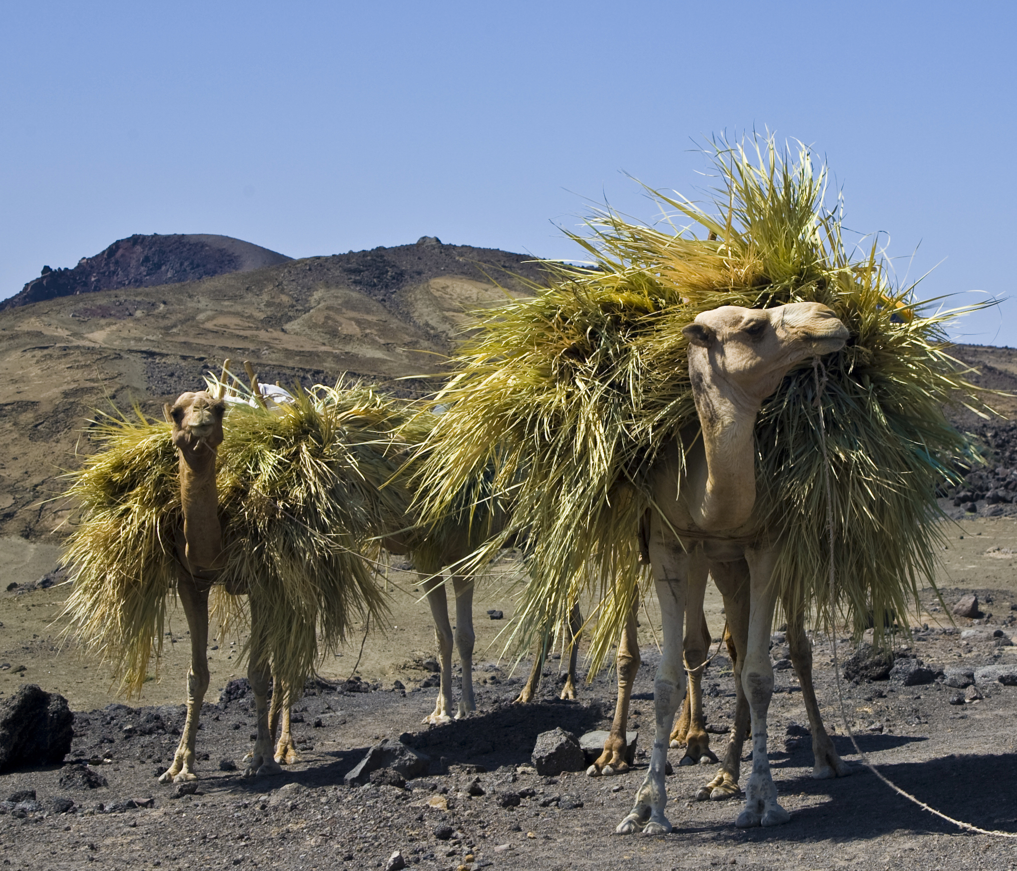 Camels near Lac Asaal in Djibouti