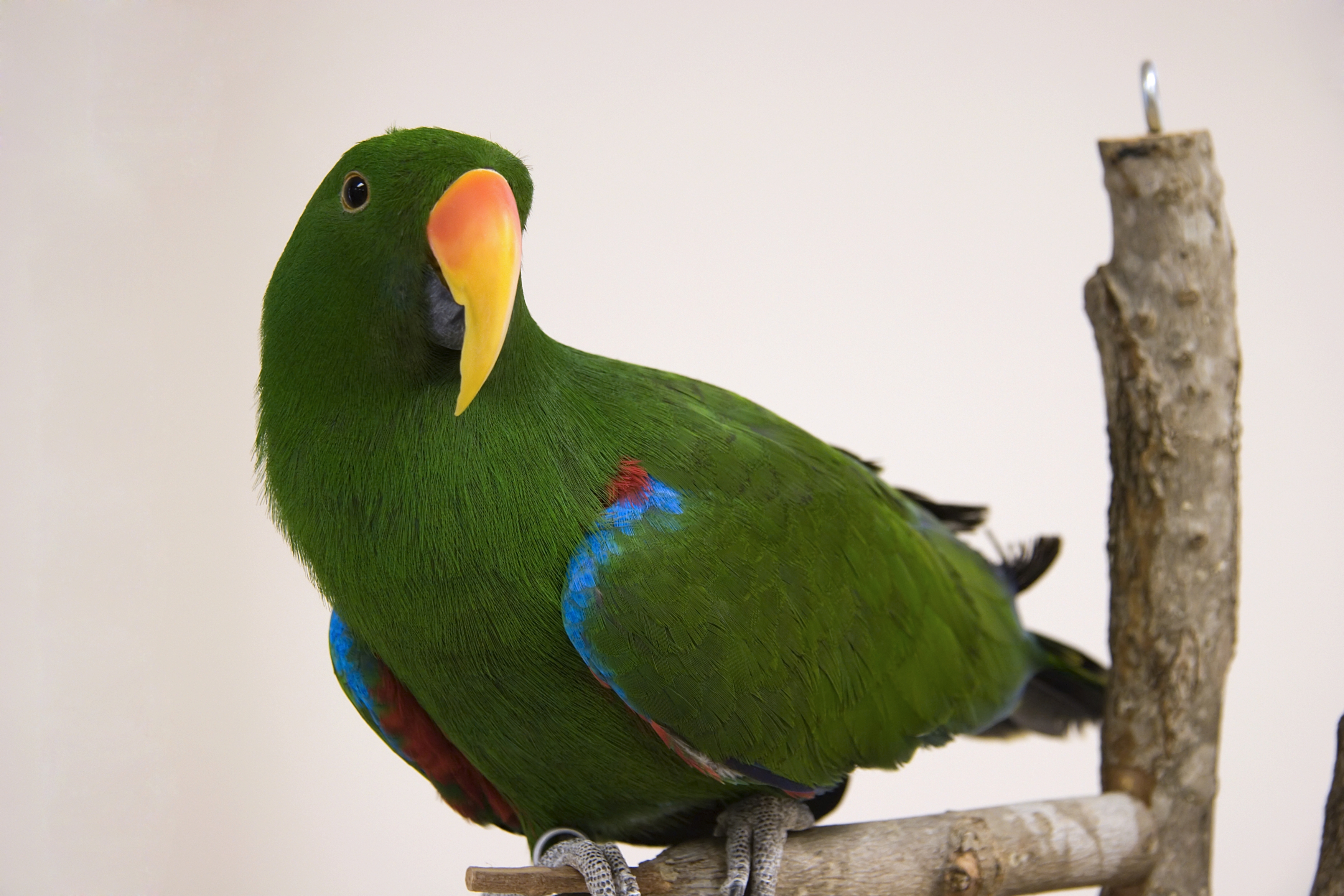 Electus Parrot, native to the Soloman Islands