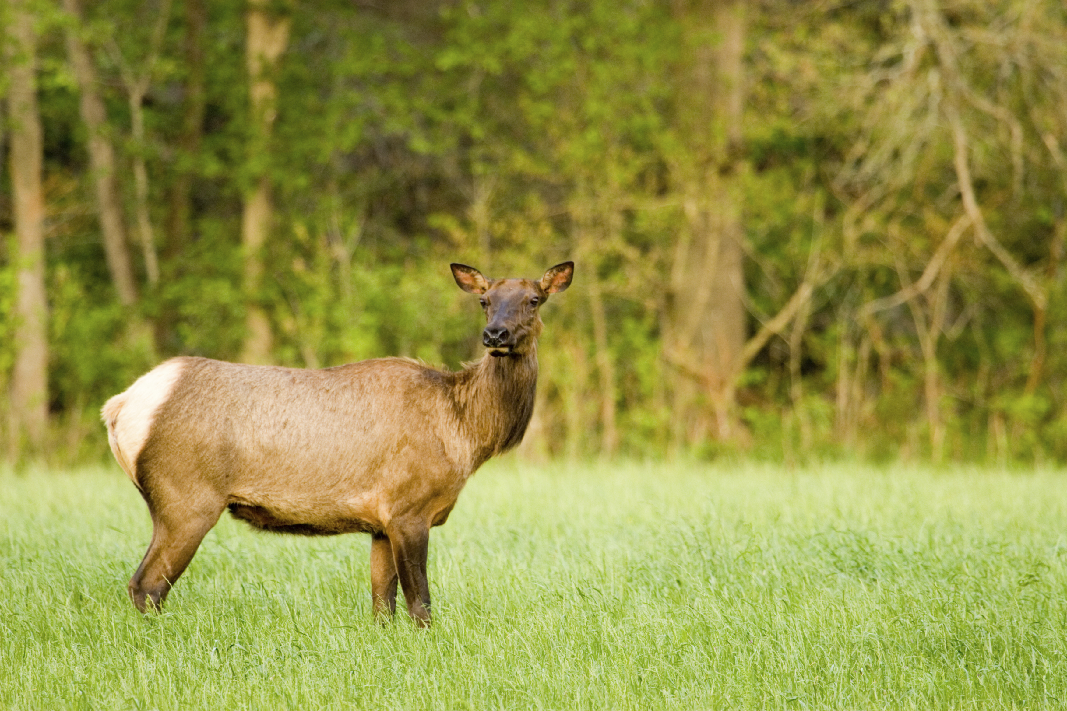Lone elk, Ozark Mountains, Arkansas