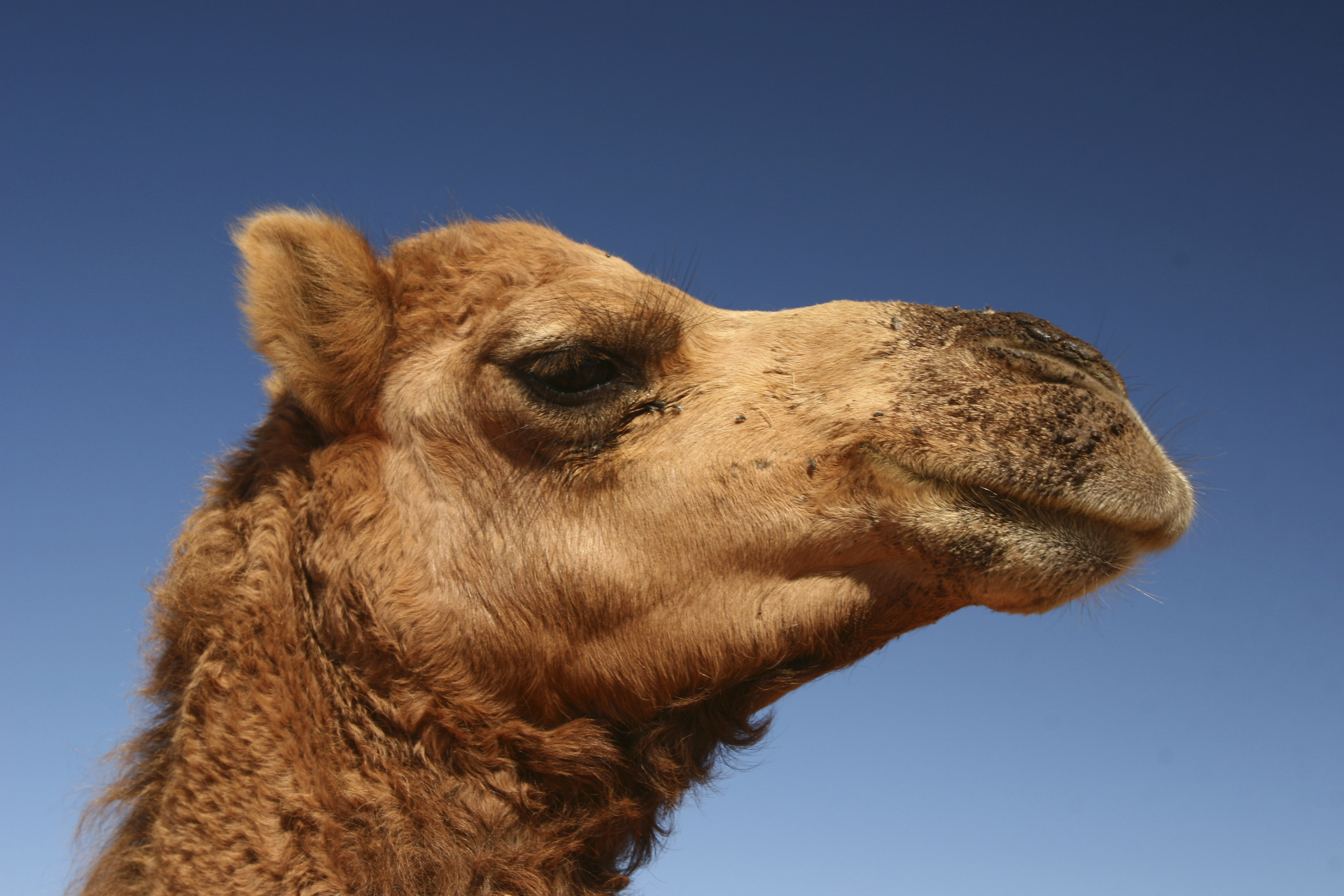 Camel in desert, Afghanistan