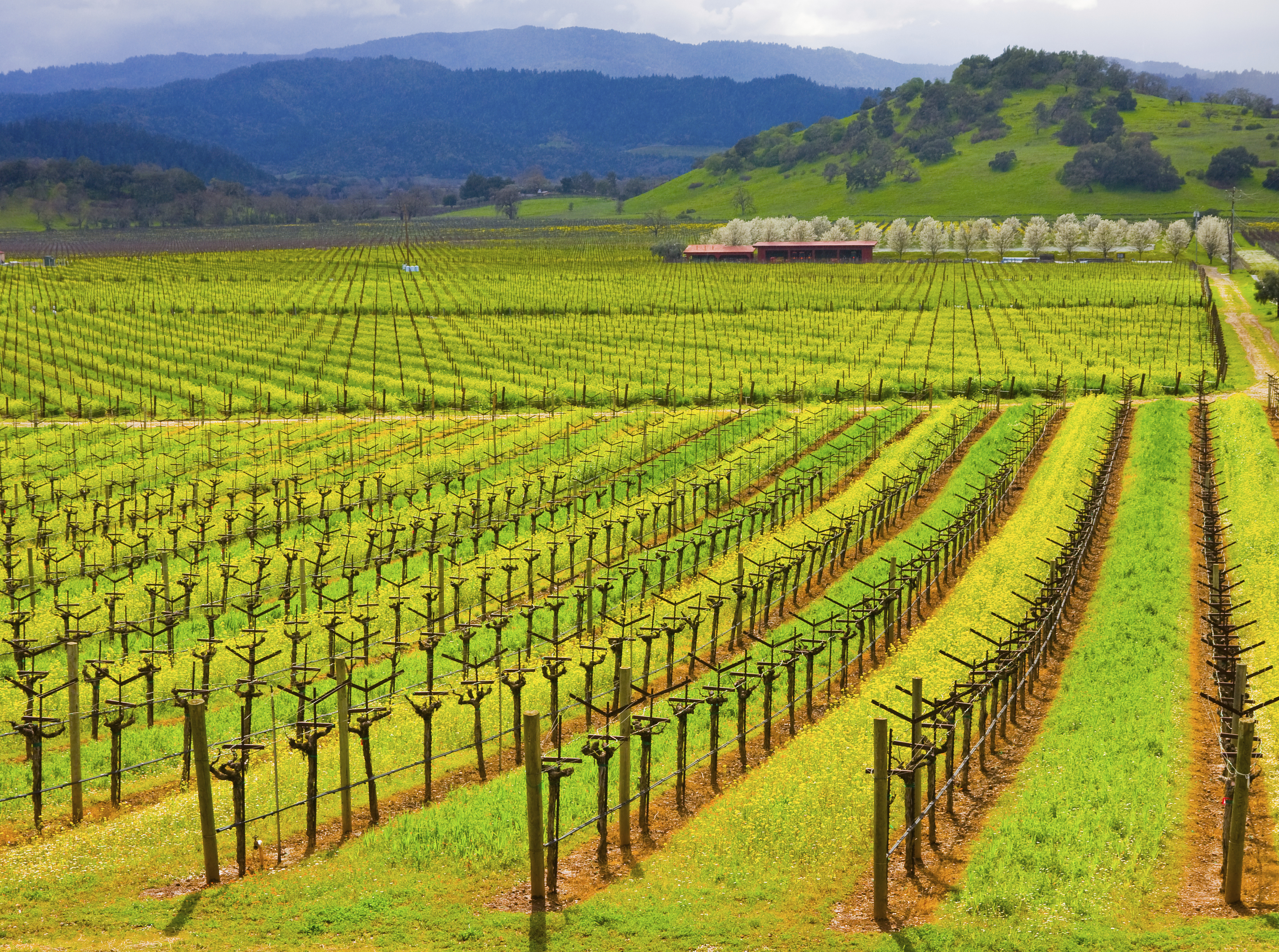 Californian vineyard in Napa Valley