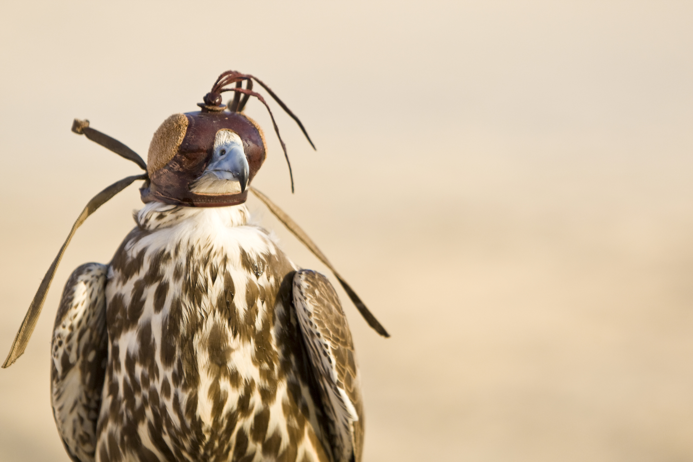Hooded falcon, Qatar