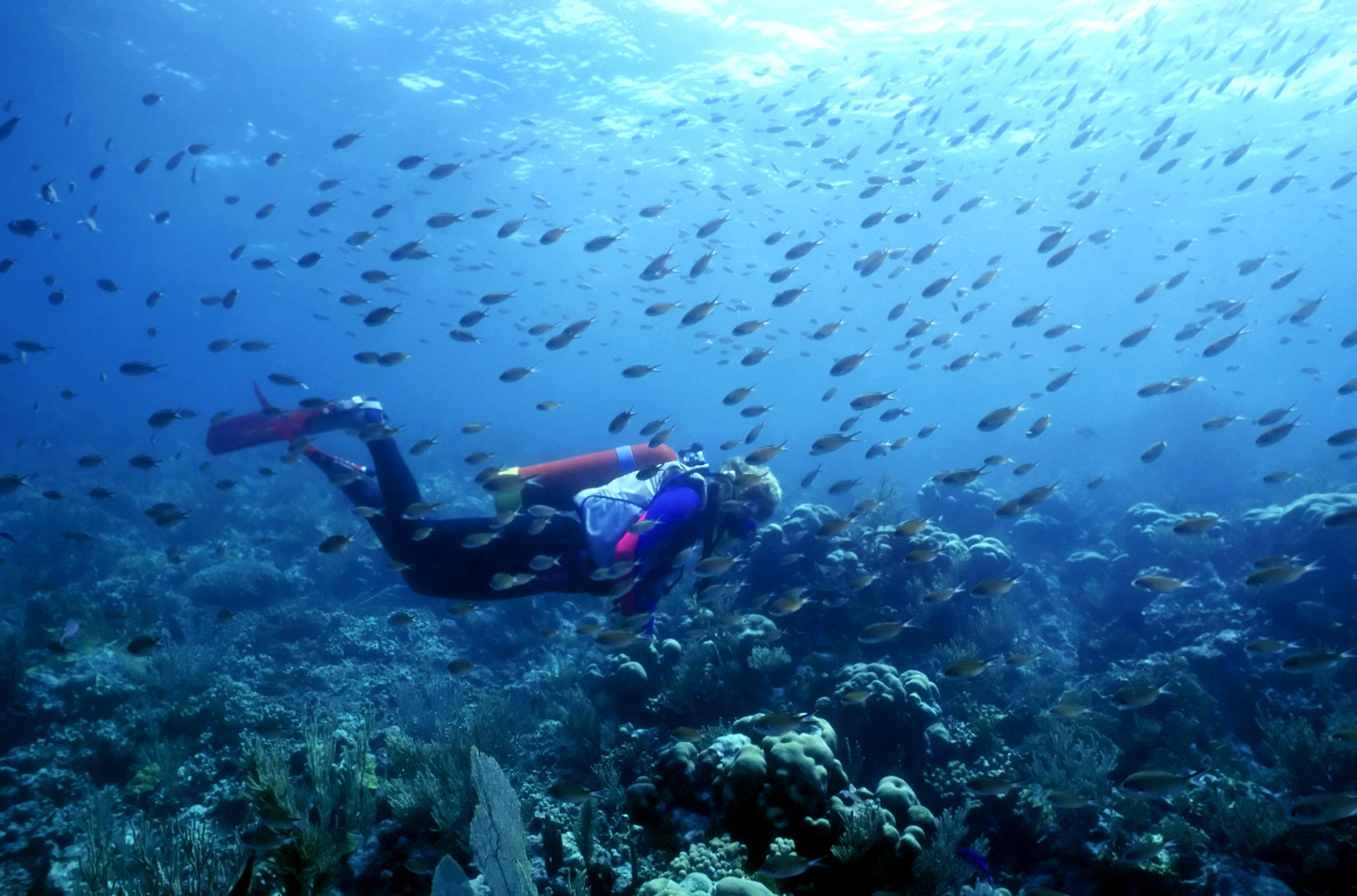 Fantastic diving in St Vincent