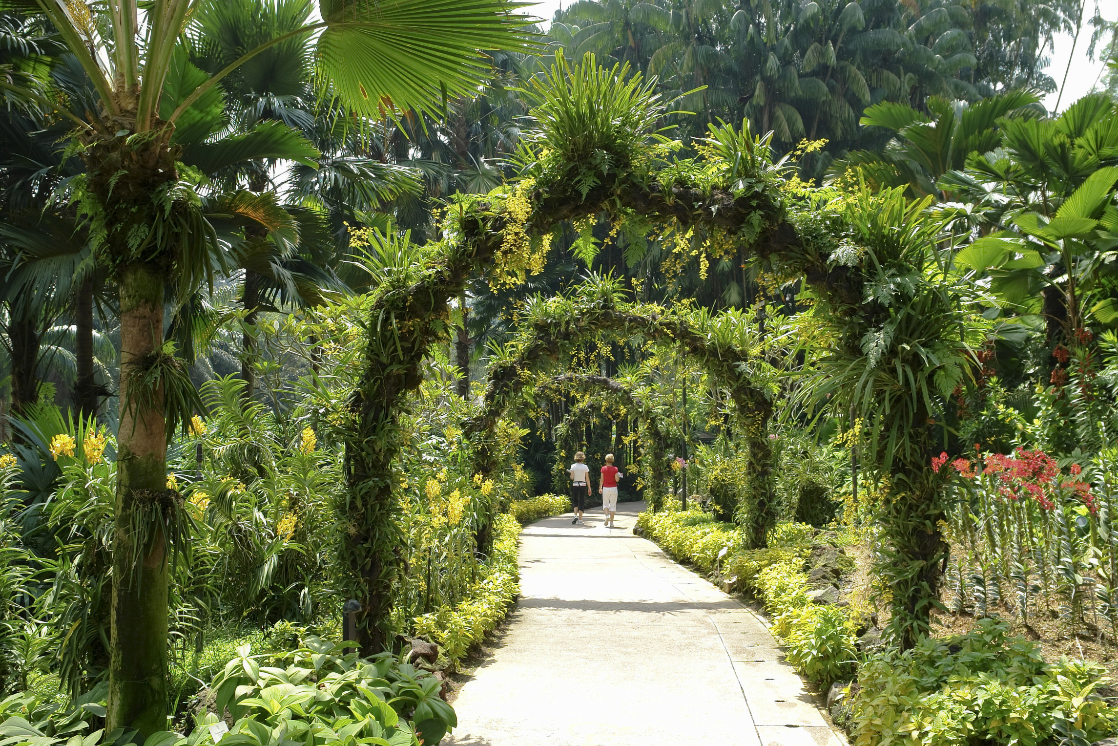 Take a stroll through Singapore's Orchid Gardens Walk.