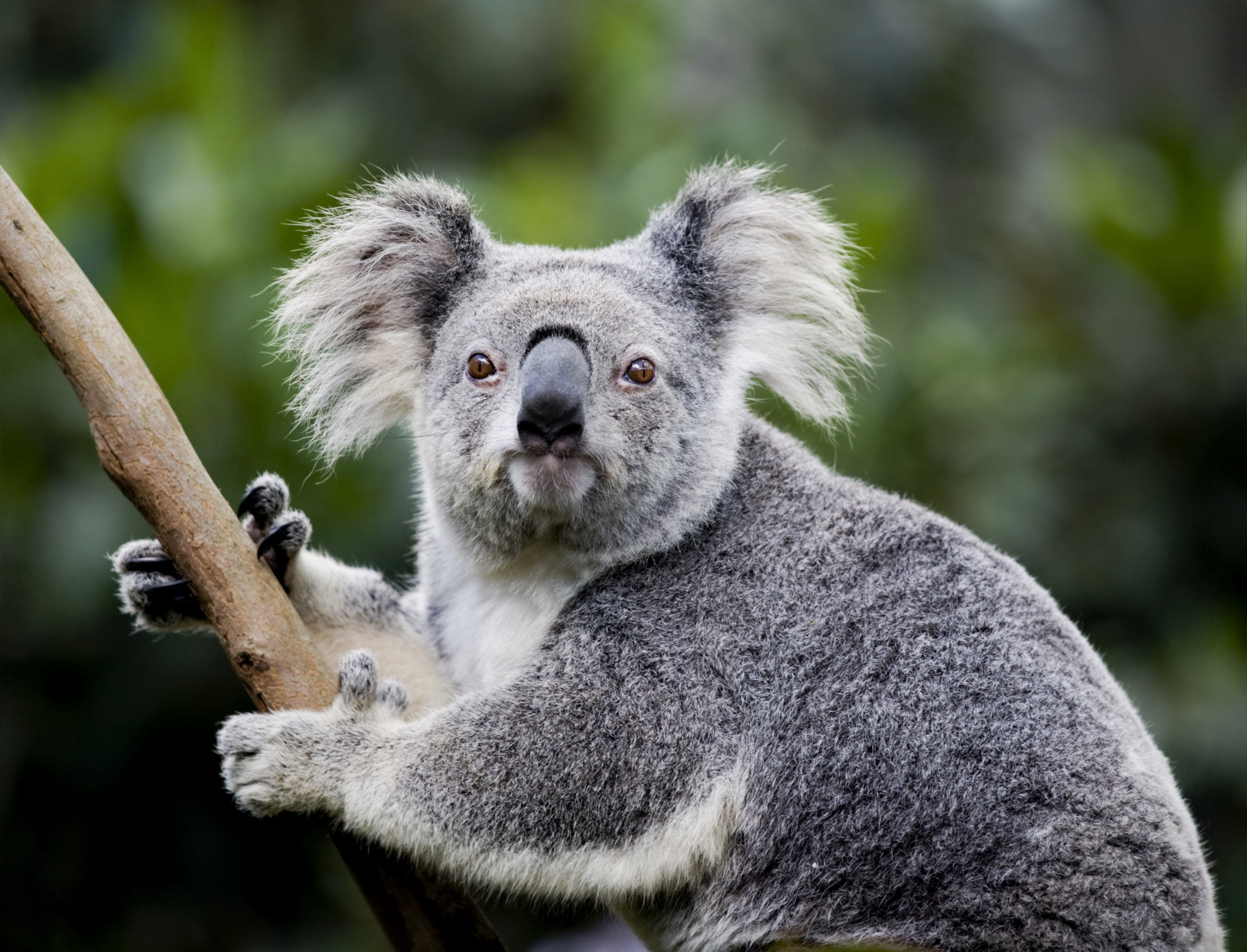 Port Macquarie, New South Wales, has a large koala population