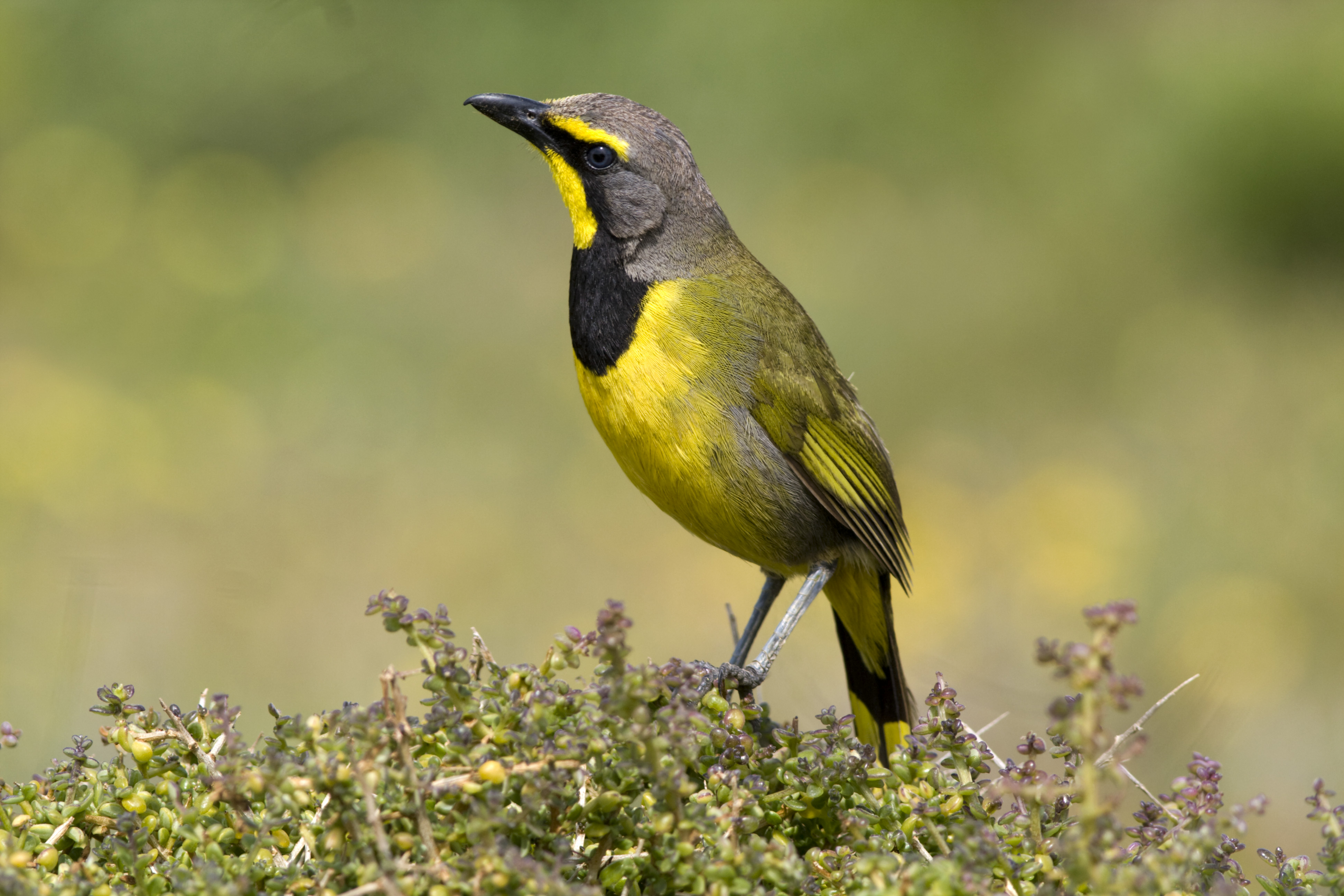 Bird-watching is popular in Mozambique
