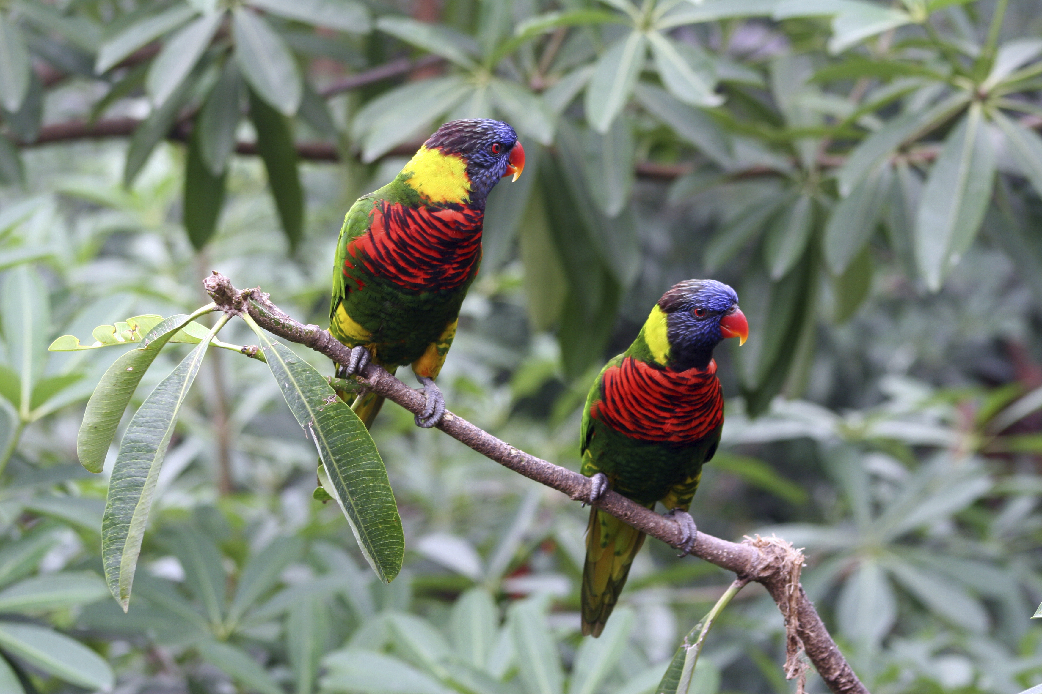 Lory birds in Jurong Bird Park