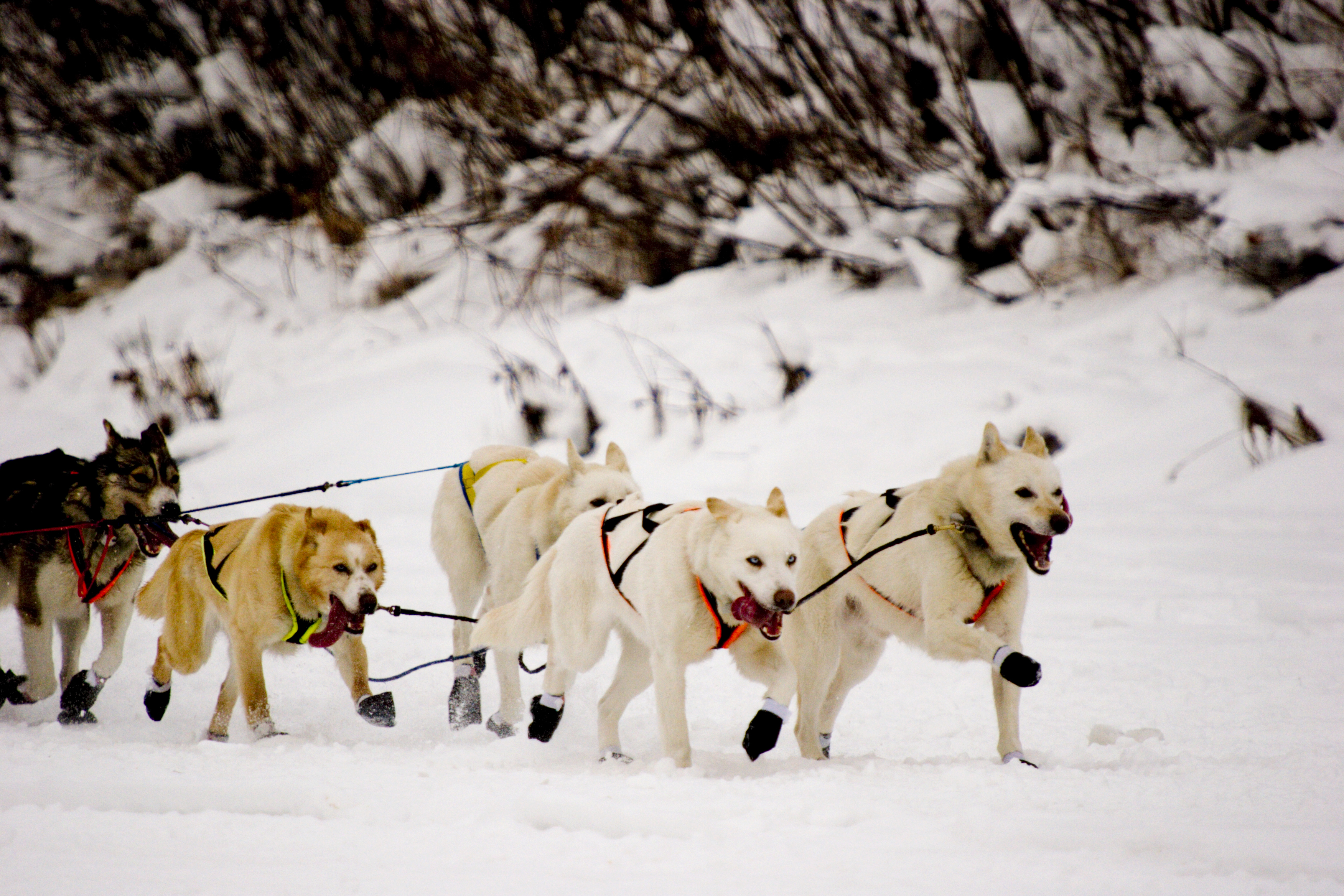 Husky sleds provide an excelltn travel experience through the Yukon winter