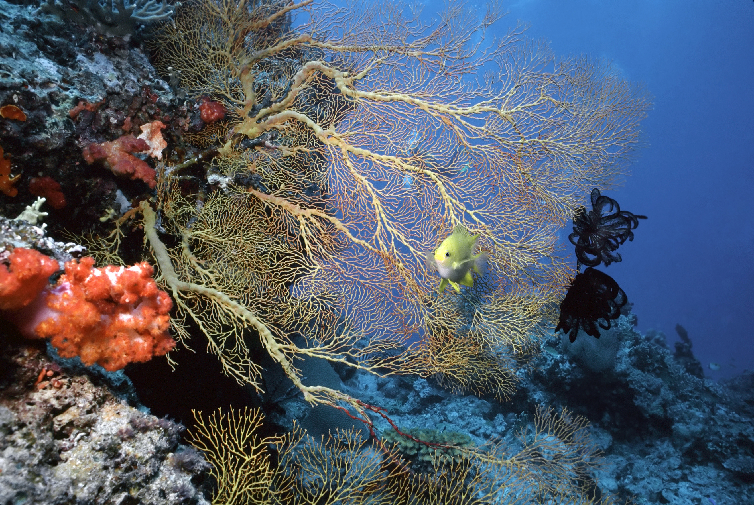 Coral Reef near the Soloman Islands