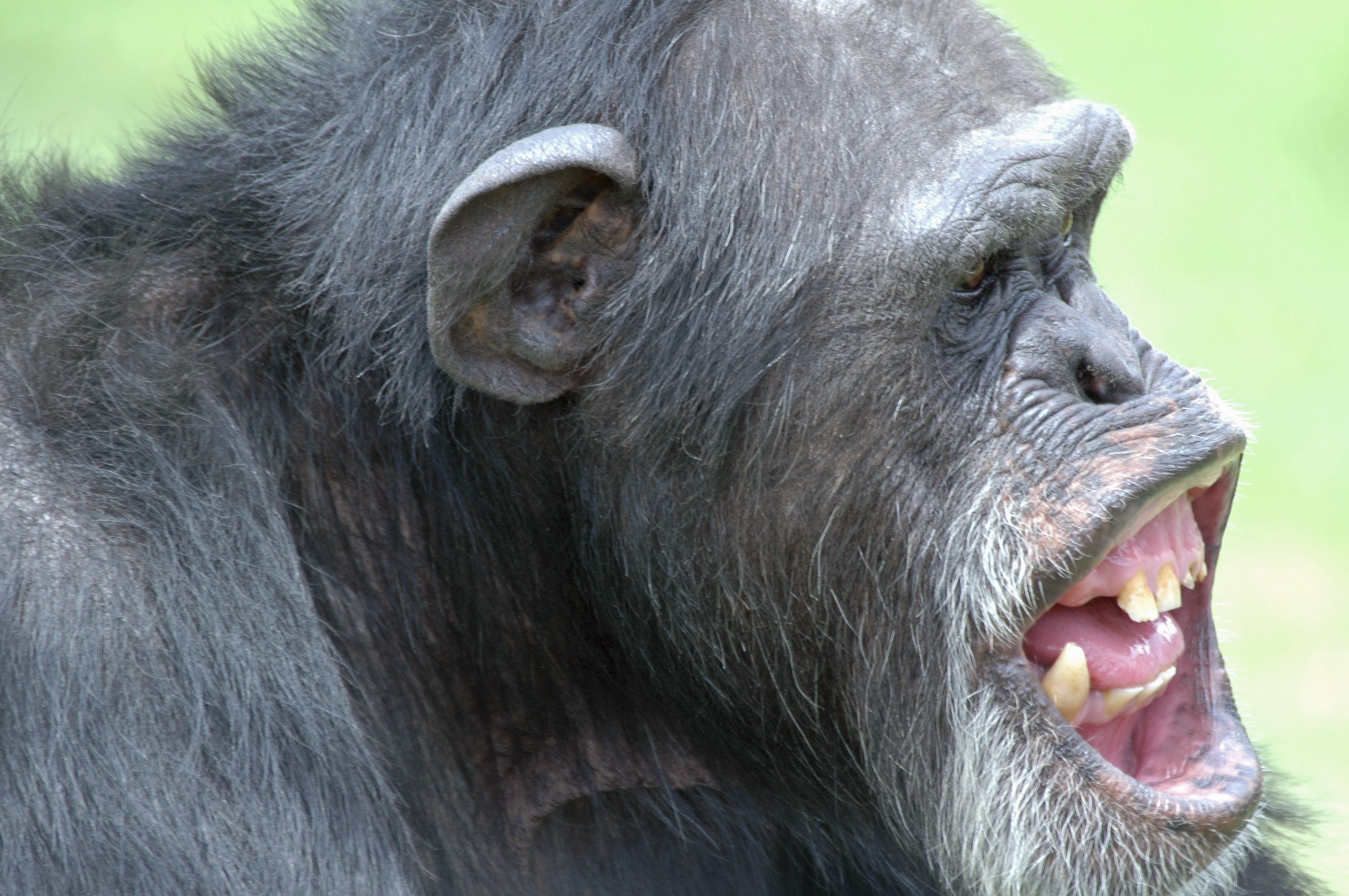 Uganda is home to wild chimps