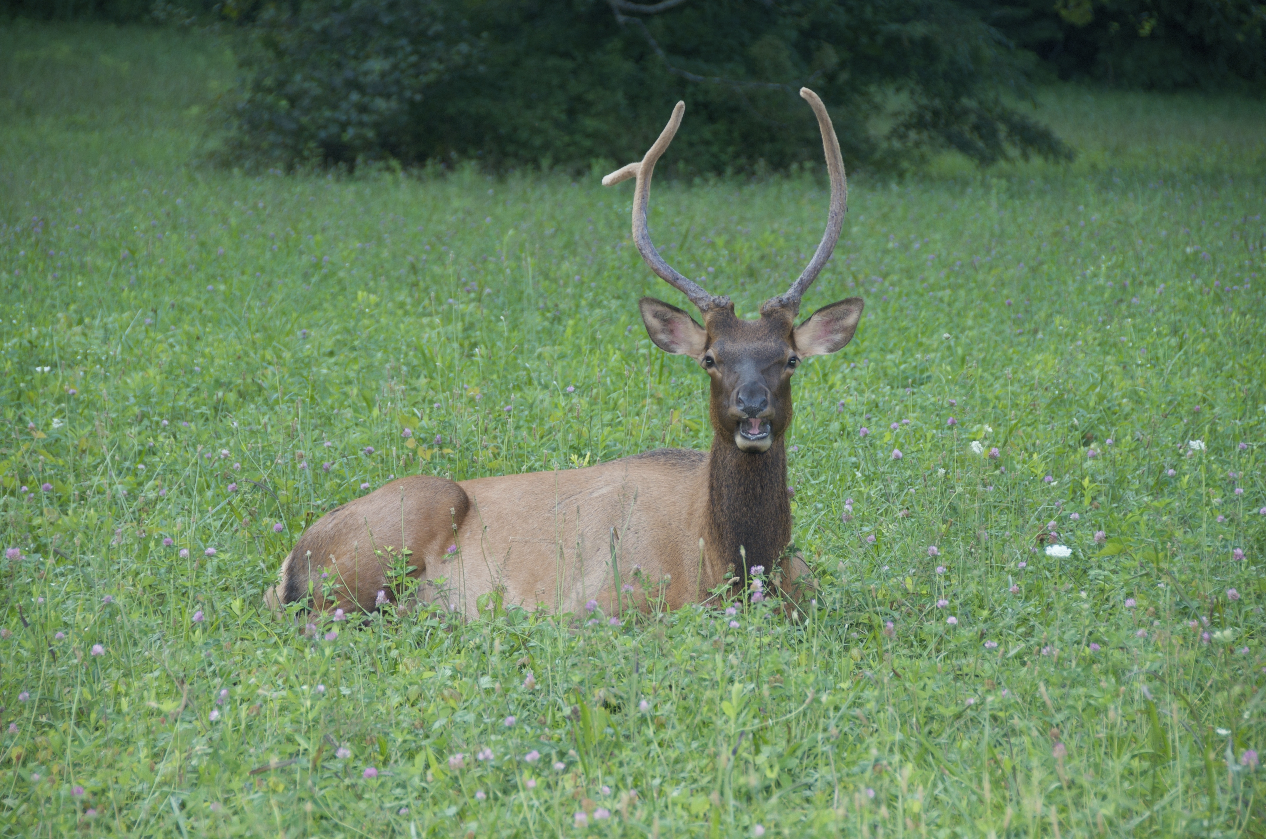 Elk, Great Smoky Mountains, North Carolina