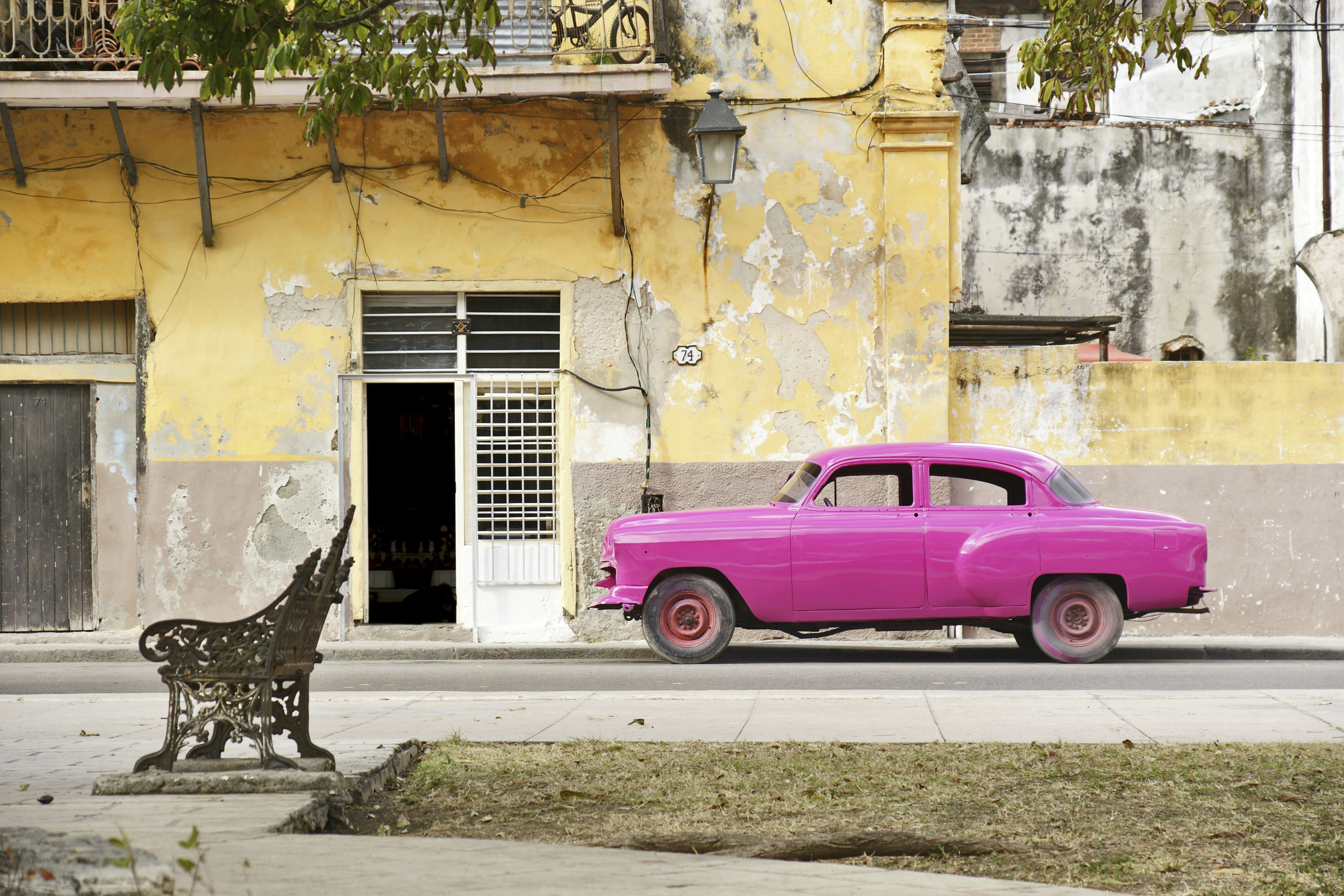 Кошки Куба Гавана